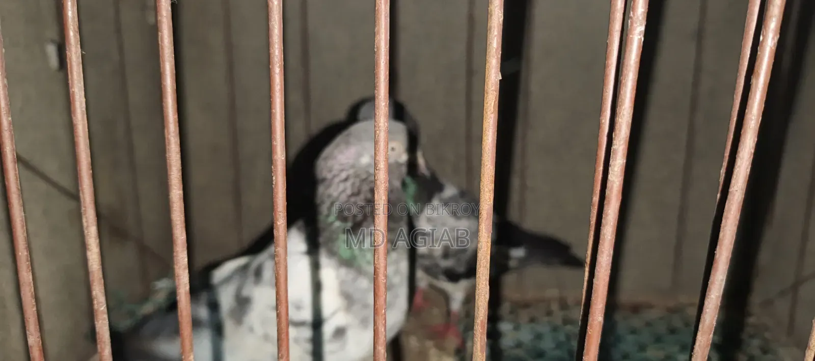 কবুতর তোর নিতে চাইলে নক দিন না