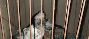কবুতর তোর নিতে চাইলে নক দিন না