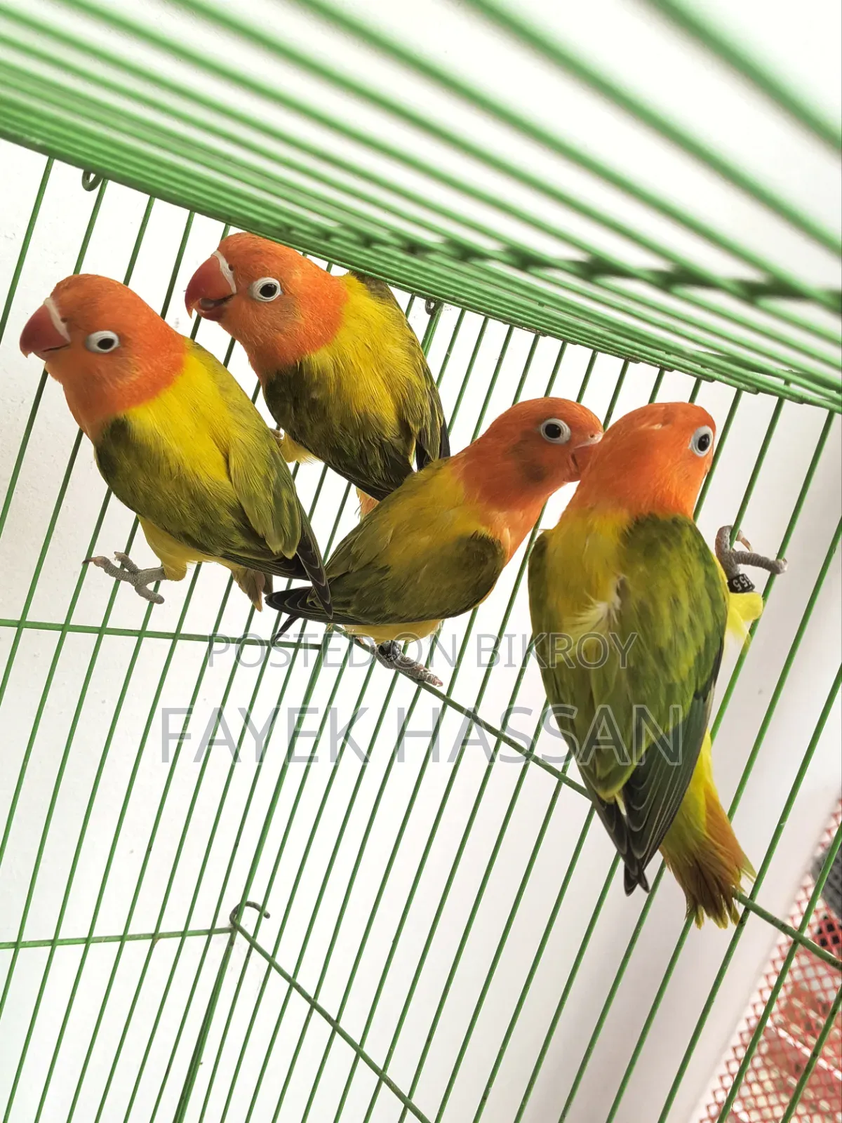 Lovebirds Green Ewing Opaline