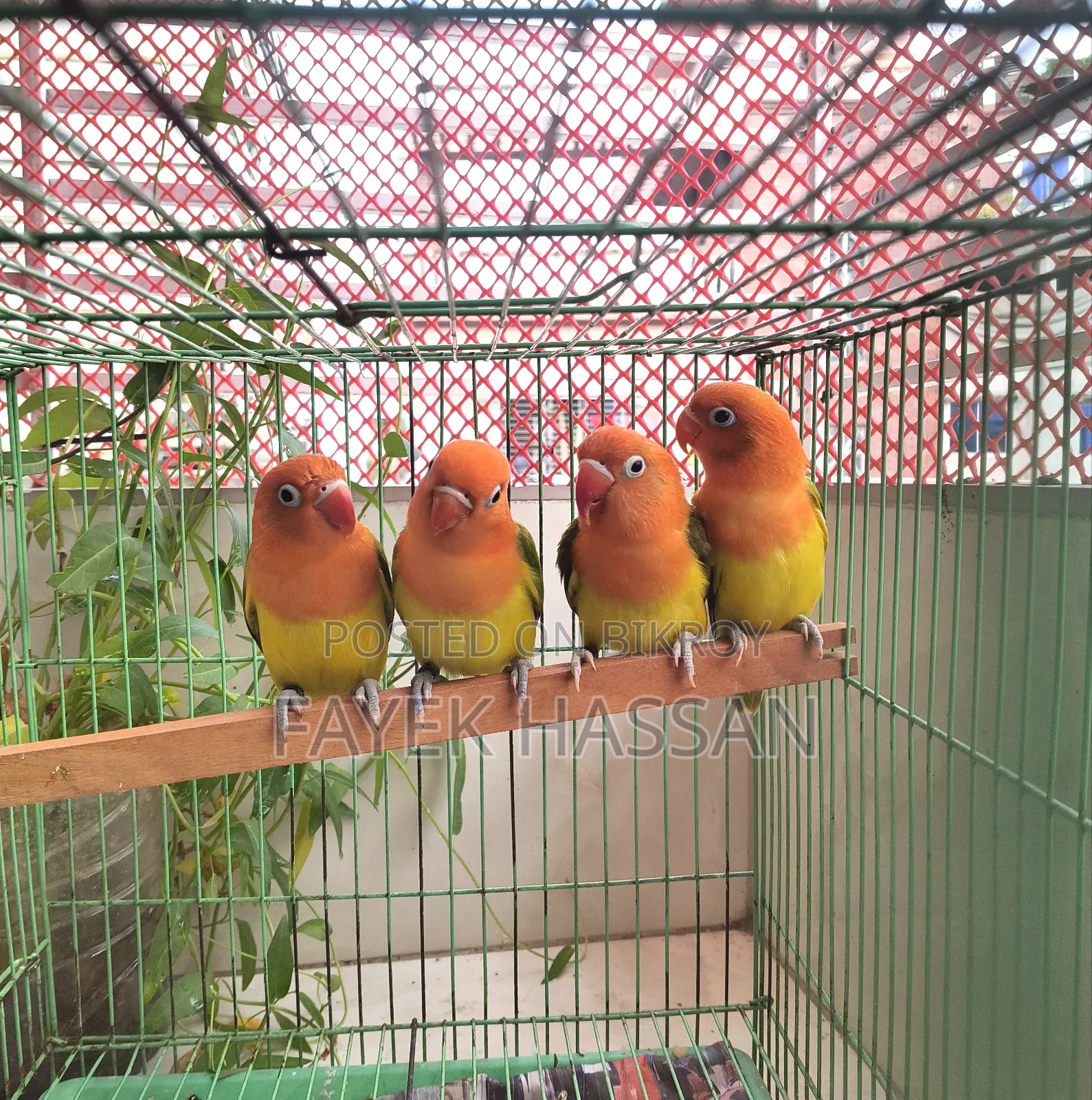 Lovebirds Green Ewing Opaline