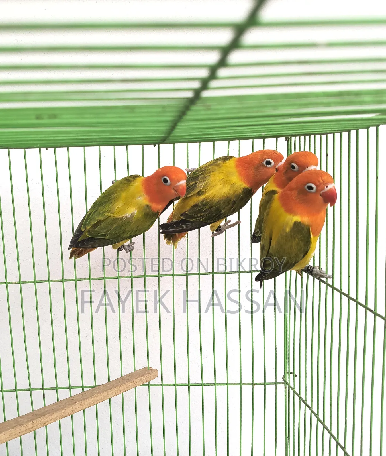 Lovebirds Green Ewing Opaline
