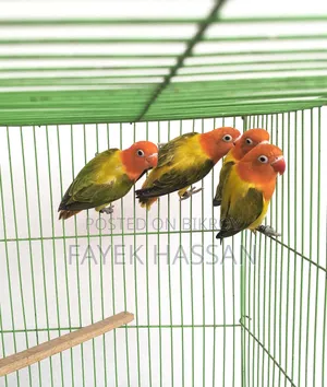 Lovebirds Green Ewing Opaline