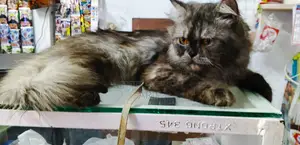 6-12 months Male Purebred Persian