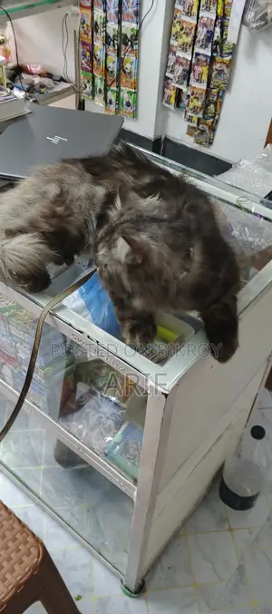 6-12 Months Male Purebred Persian