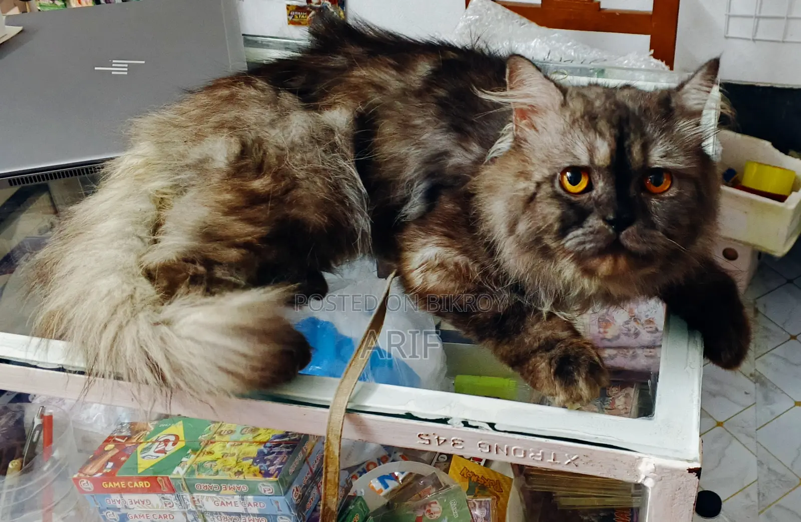 6-12 Months Male Purebred Persian