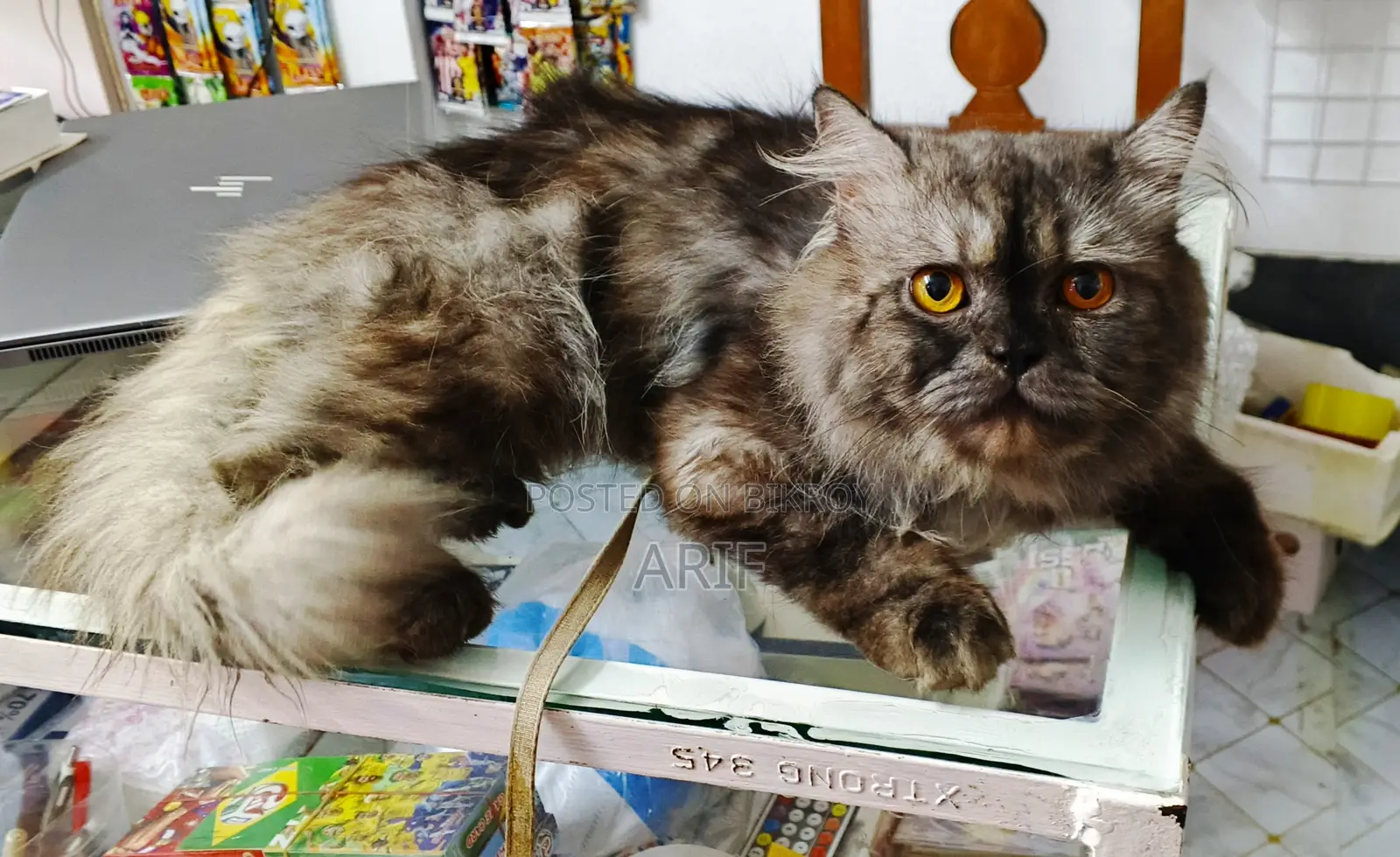 6-12 Months Male Purebred Persian