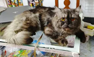 6-12 Months Male Purebred Persian