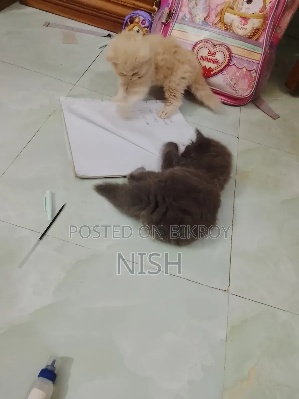 ১-৩ মাস বয়সী ফিমেল পিওর ব্রেড পার্সিয়ান