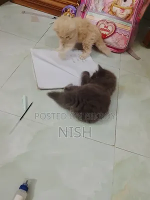 ১-৩ মাস বয়সী ফিমেল পিওর ব্রেড পার্সিয়ান
