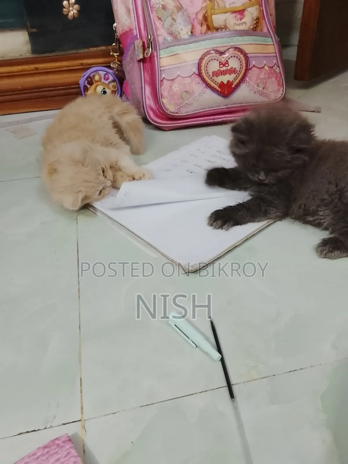 ১-৩ মাস বয়সী ফিমেল পিওর ব্রেড পার্সিয়ান