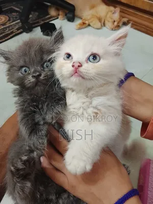 ১-৩ মাস বয়সী ফিমেল পিওর ব্রেড পার্সিয়ান