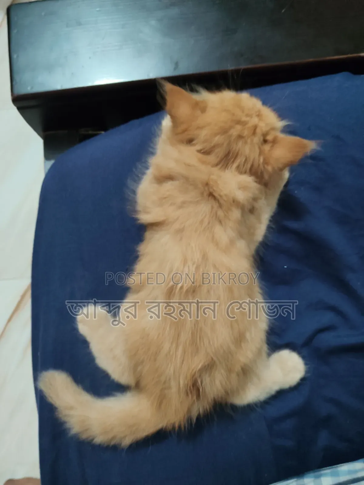 1-3 Months Male Purebred Persian