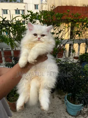 1-3 months Male Purebred Persian