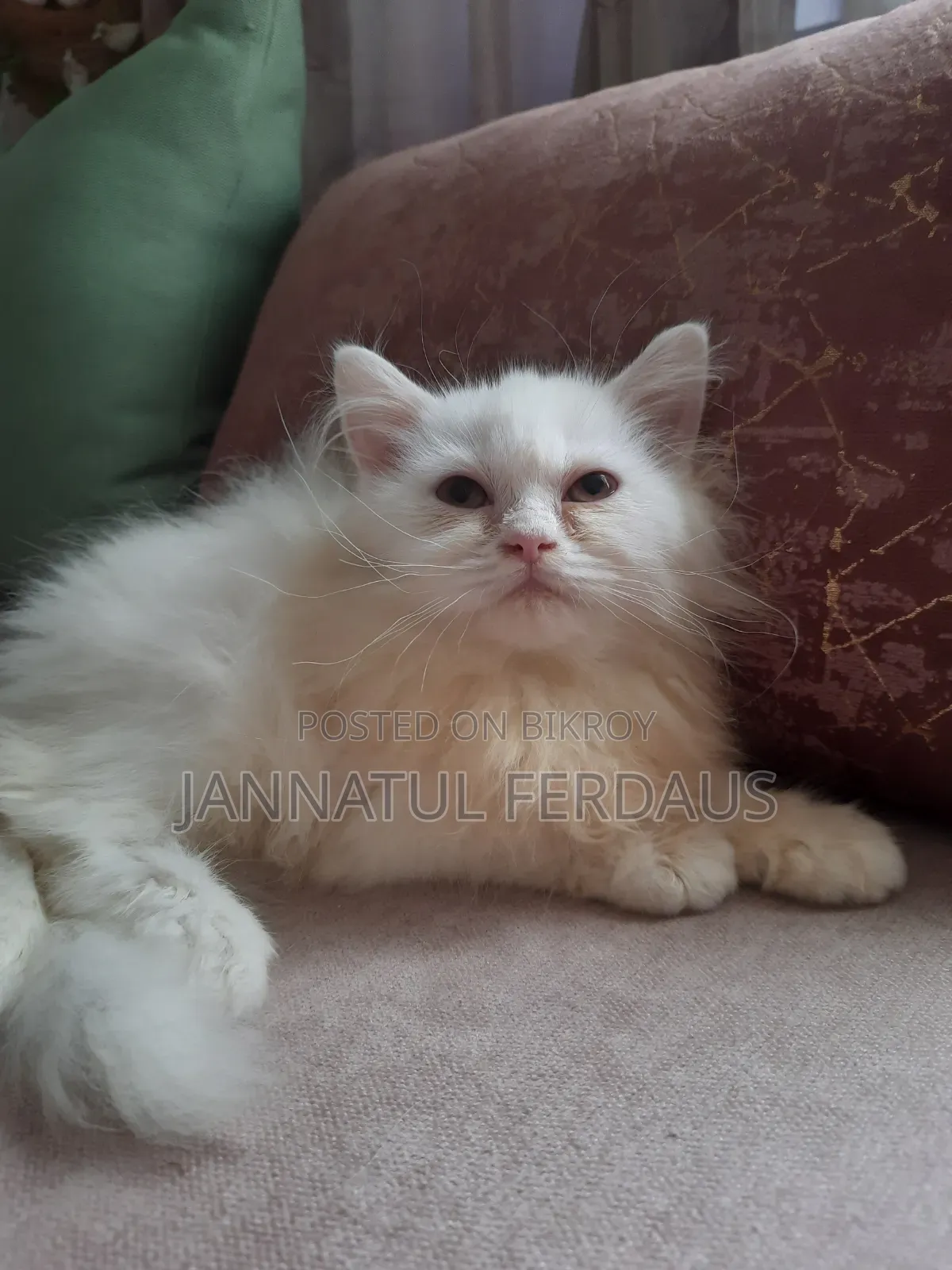 1-3 Months Male Purebred Persian