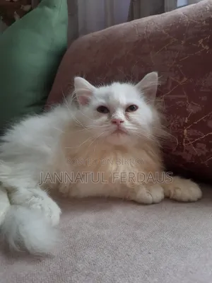 1-3 Months Male Purebred Persian
