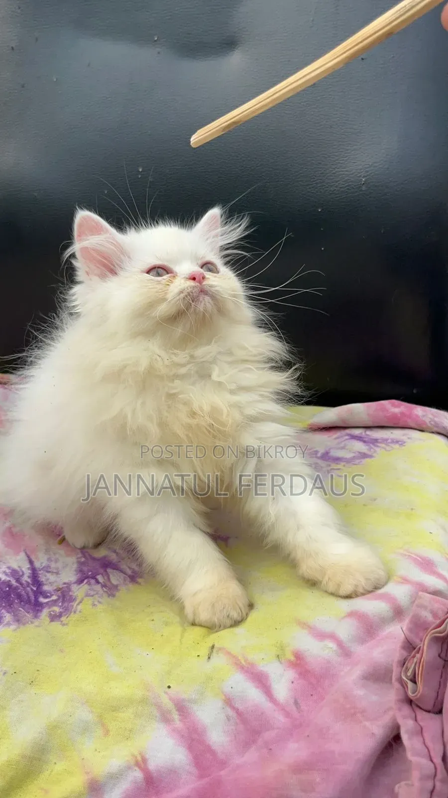 1-3 Months Male Purebred Persian