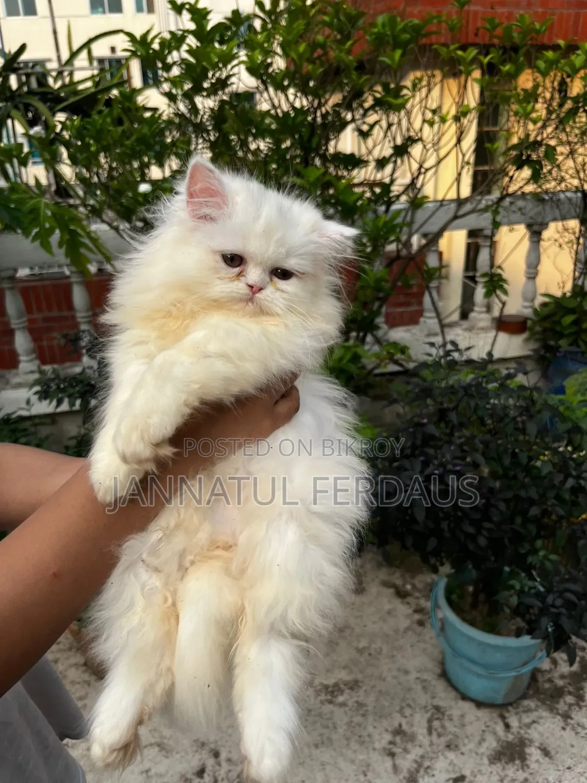 1-3 Months Male Purebred Persian