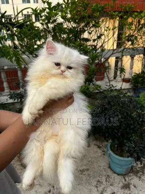 1-3 Months Male Purebred Persian
