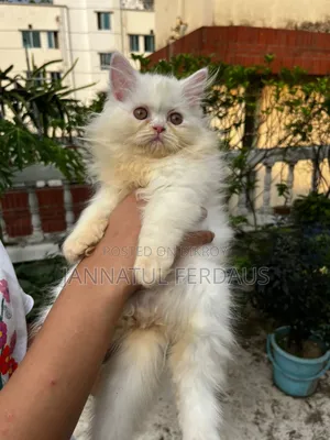 1-3 Months Male Purebred Persian