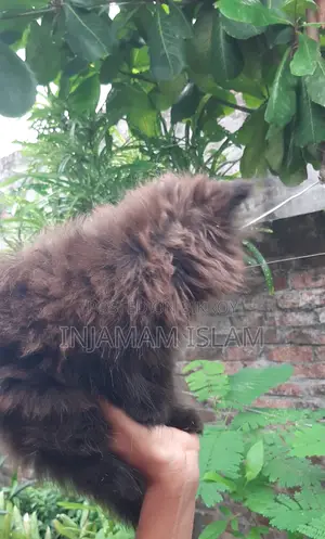 1-3 months Female Purebred Persian