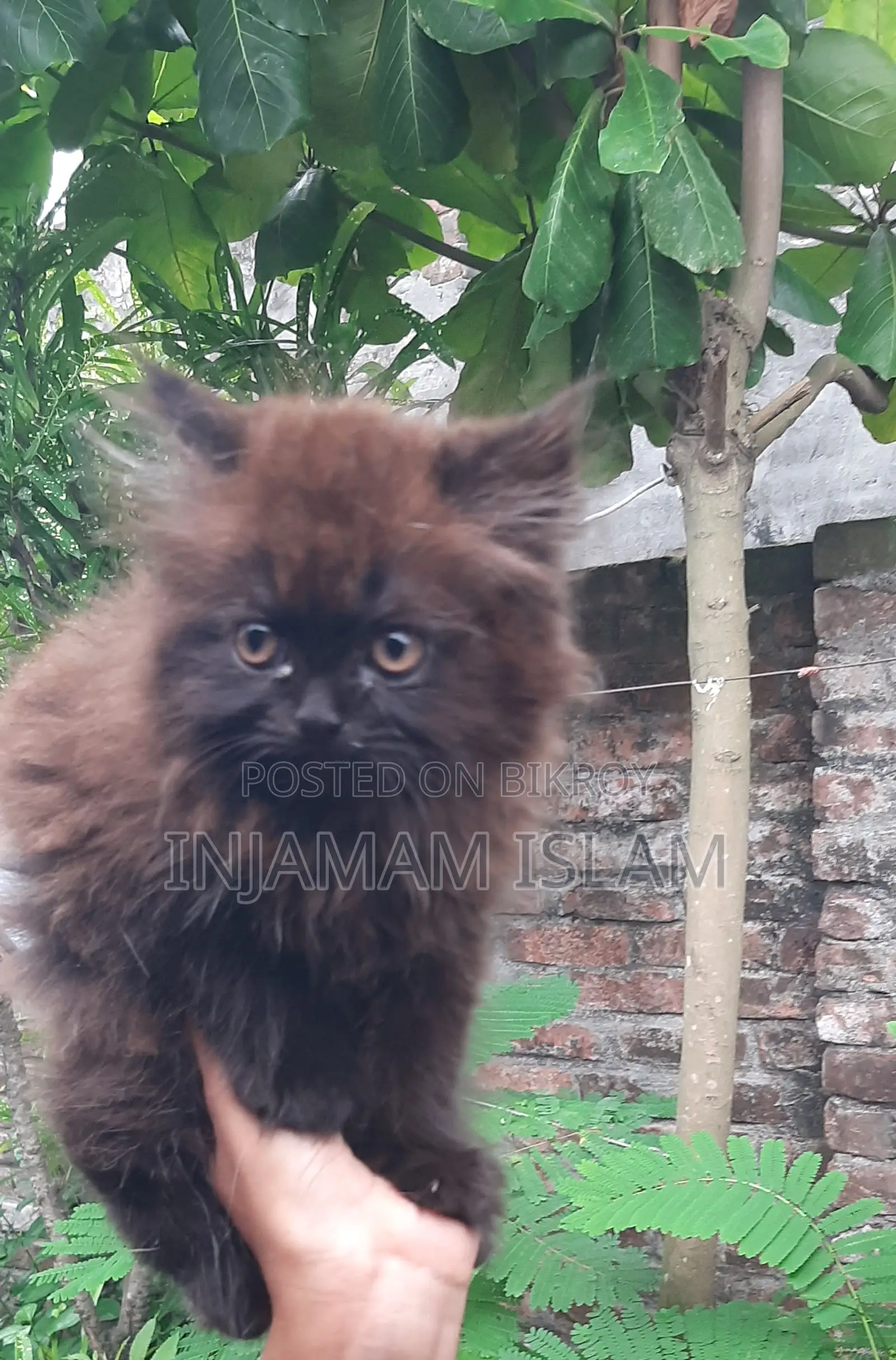 1-3 Months Female Purebred Persian Cat