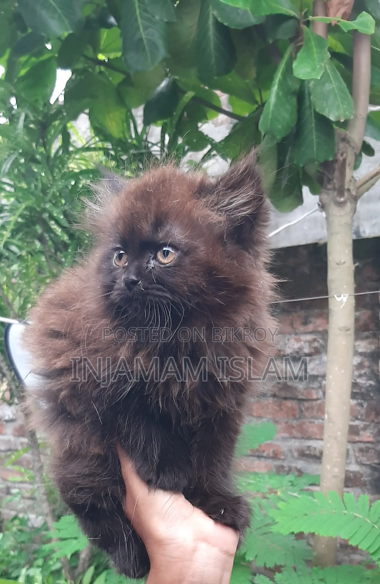 1-3 Months Female Purebred Persian Cat