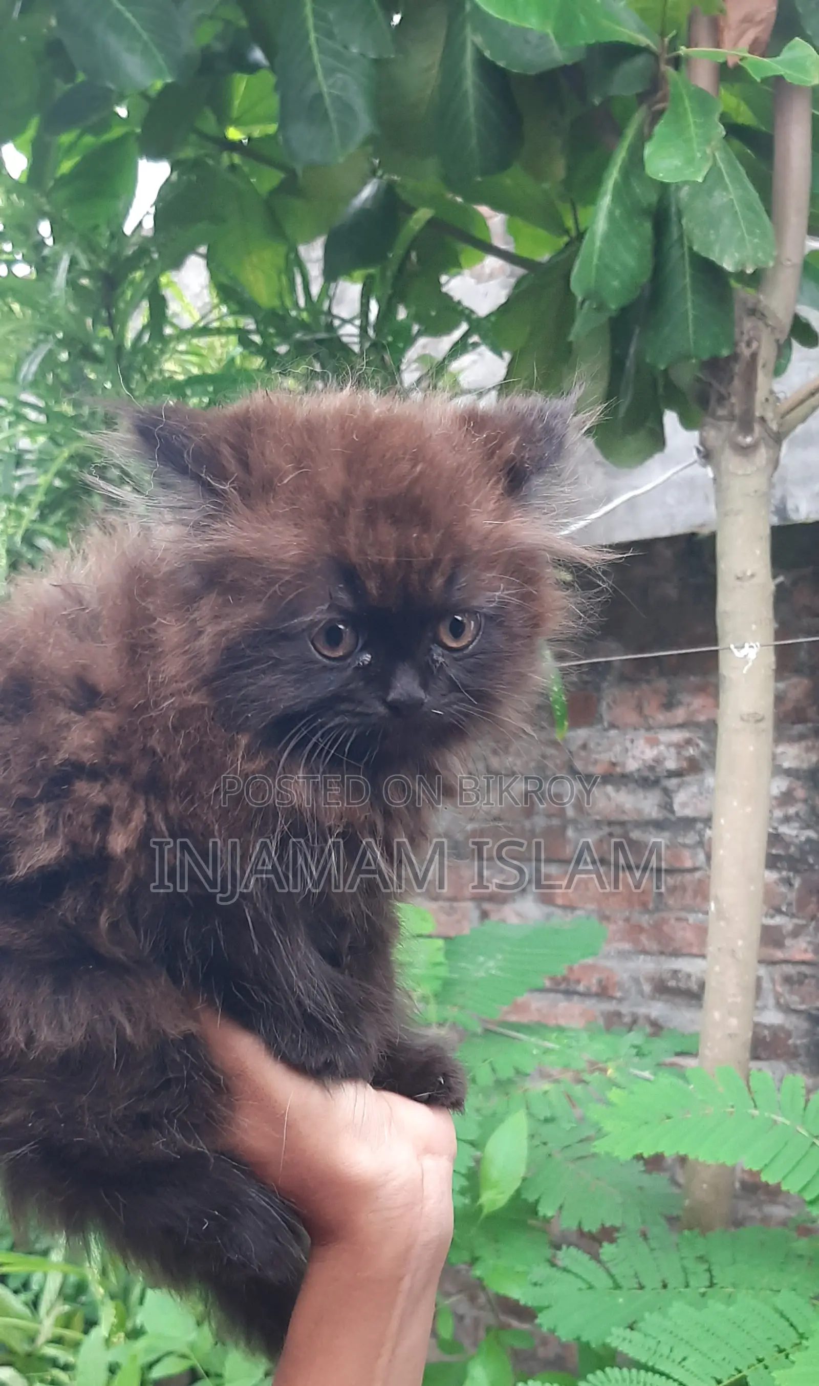 1-3 Months Female Purebred Persian Cat