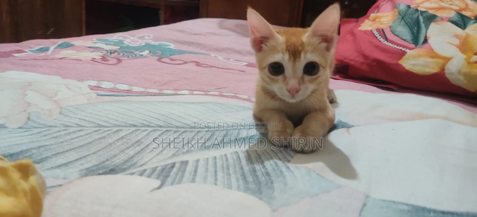 3-6 Months Female Mixed Breed Cat