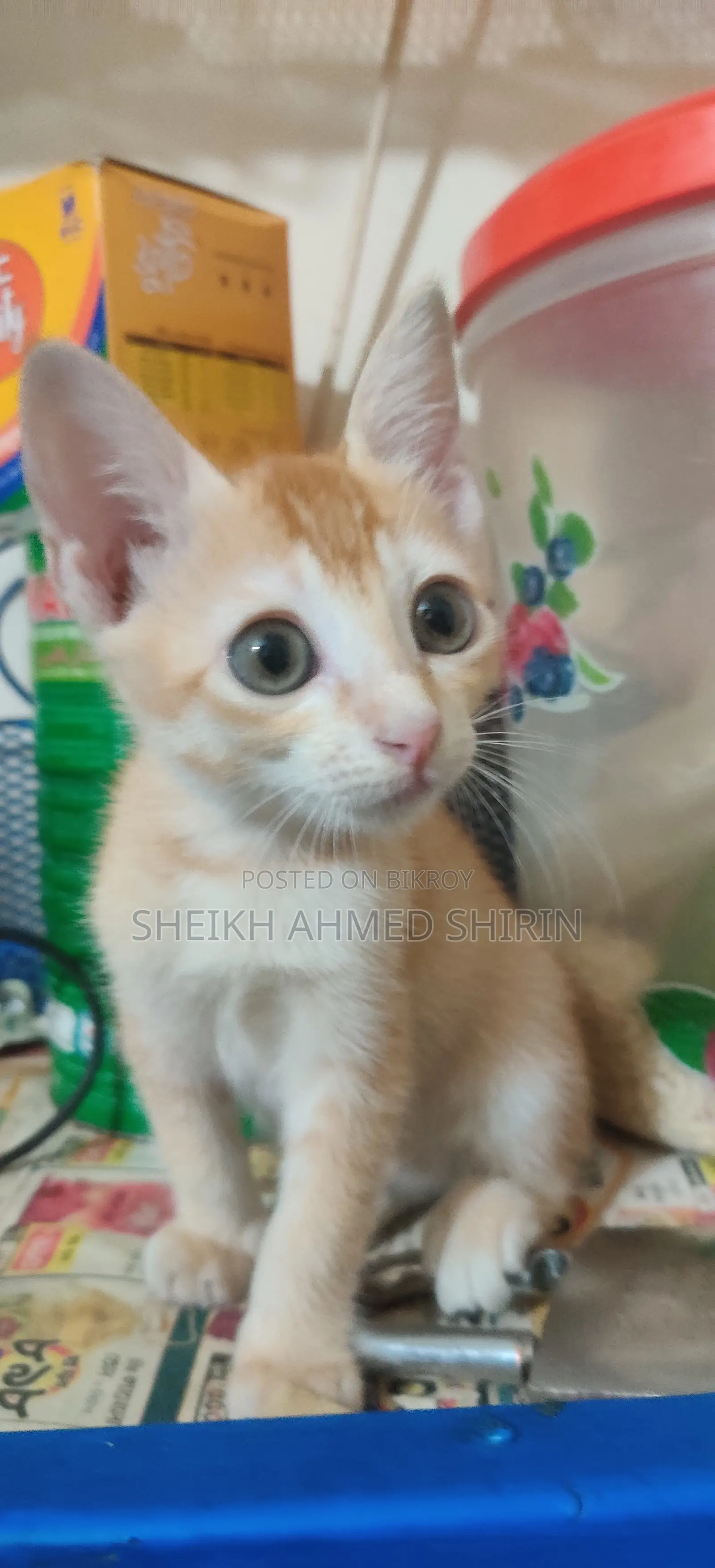 3-6 Months Female Mixed Breed Cat