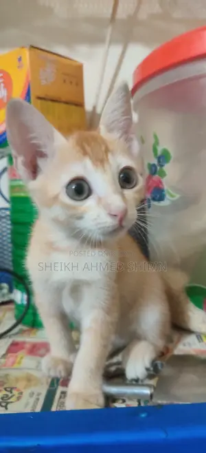 3-6 Months Female Mixed Breed Cat