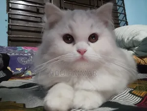 6-12 months Female Purebred Persian