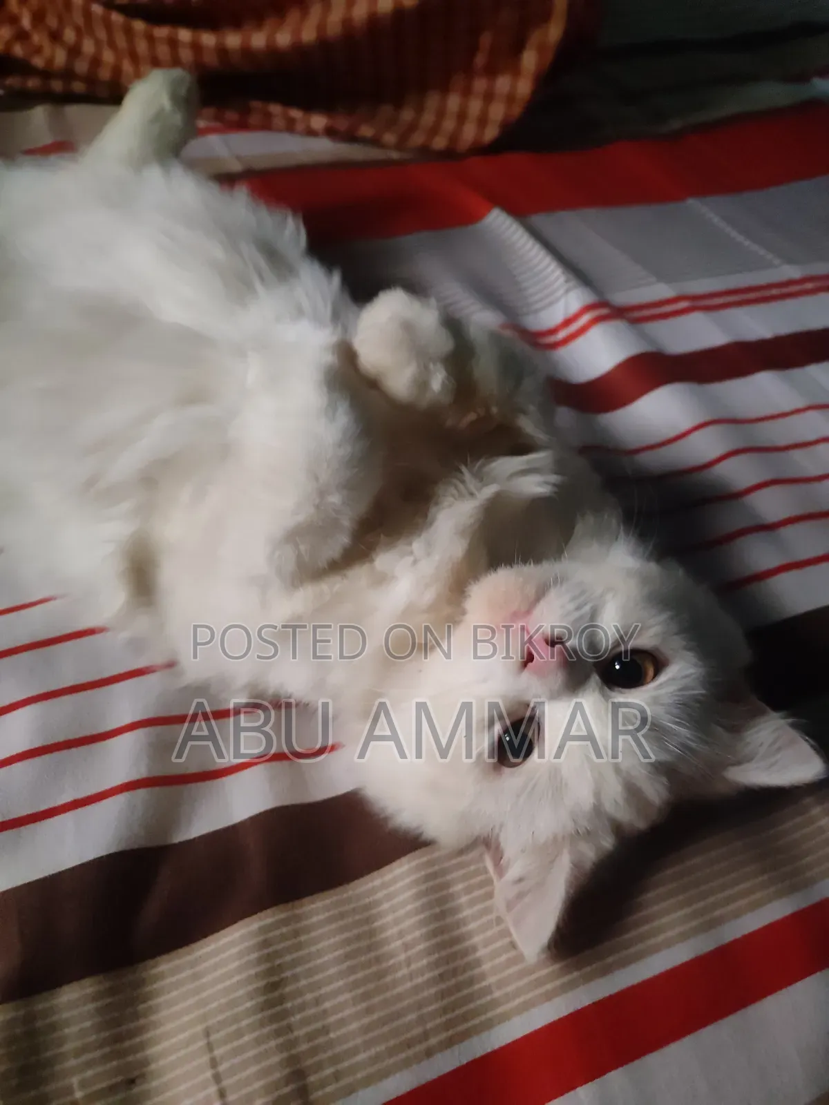 6-12 Months Female Purebred Persian