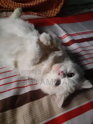 6-12 Months Female Purebred Persian