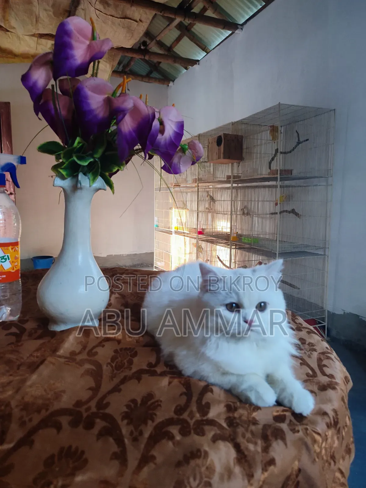 6-12 Months Female Purebred Persian