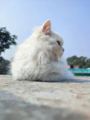 6-12 Months Female Purebred Persian