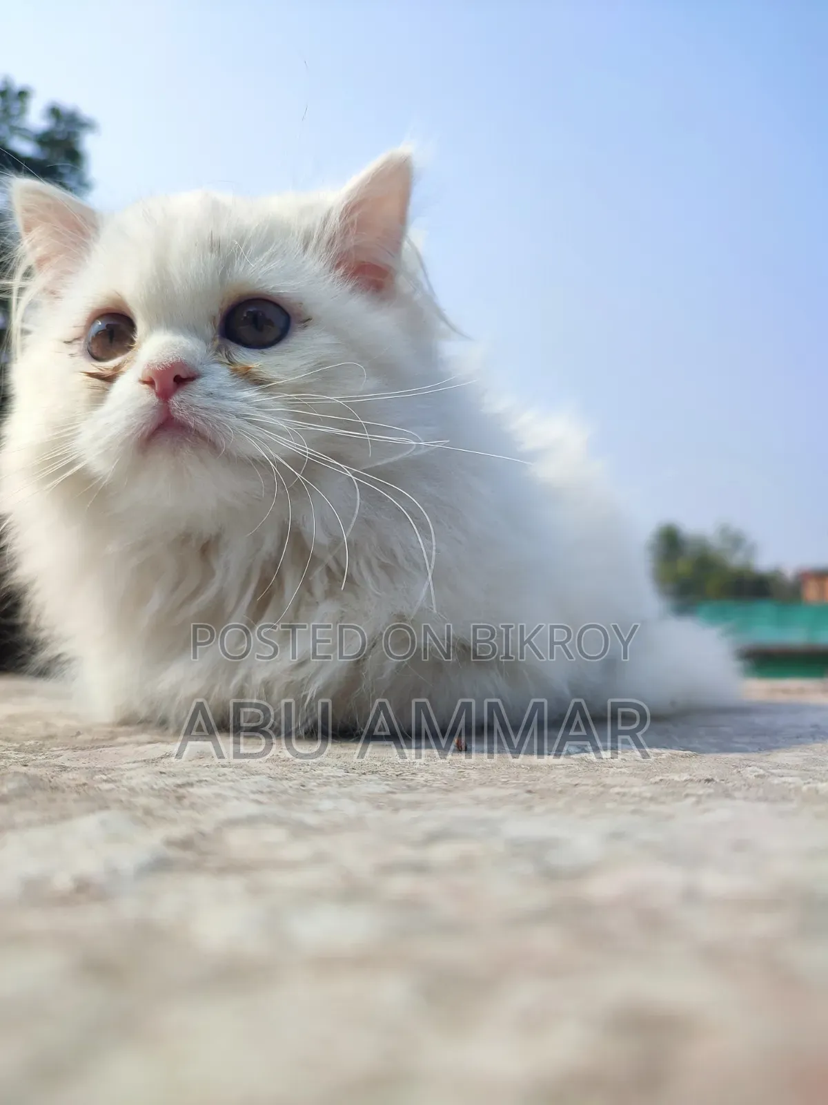 6-12 Months Female Purebred Persian