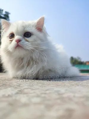 6-12 Months Female Purebred Persian
