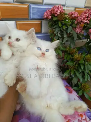 ১-৩ মাসের ফিমেল পিওরব্রেড পার্সিয়ান