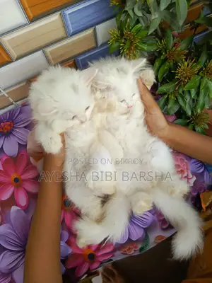 ১-৩ মাসের ফিমেল পিওরব্রেড পার্সিয়ান
