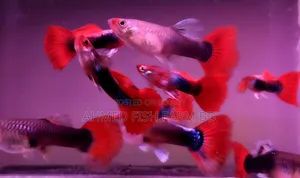 Premium Red Tuxedo Guppy Fish | Pure Bloodline,Breeding Pair Available