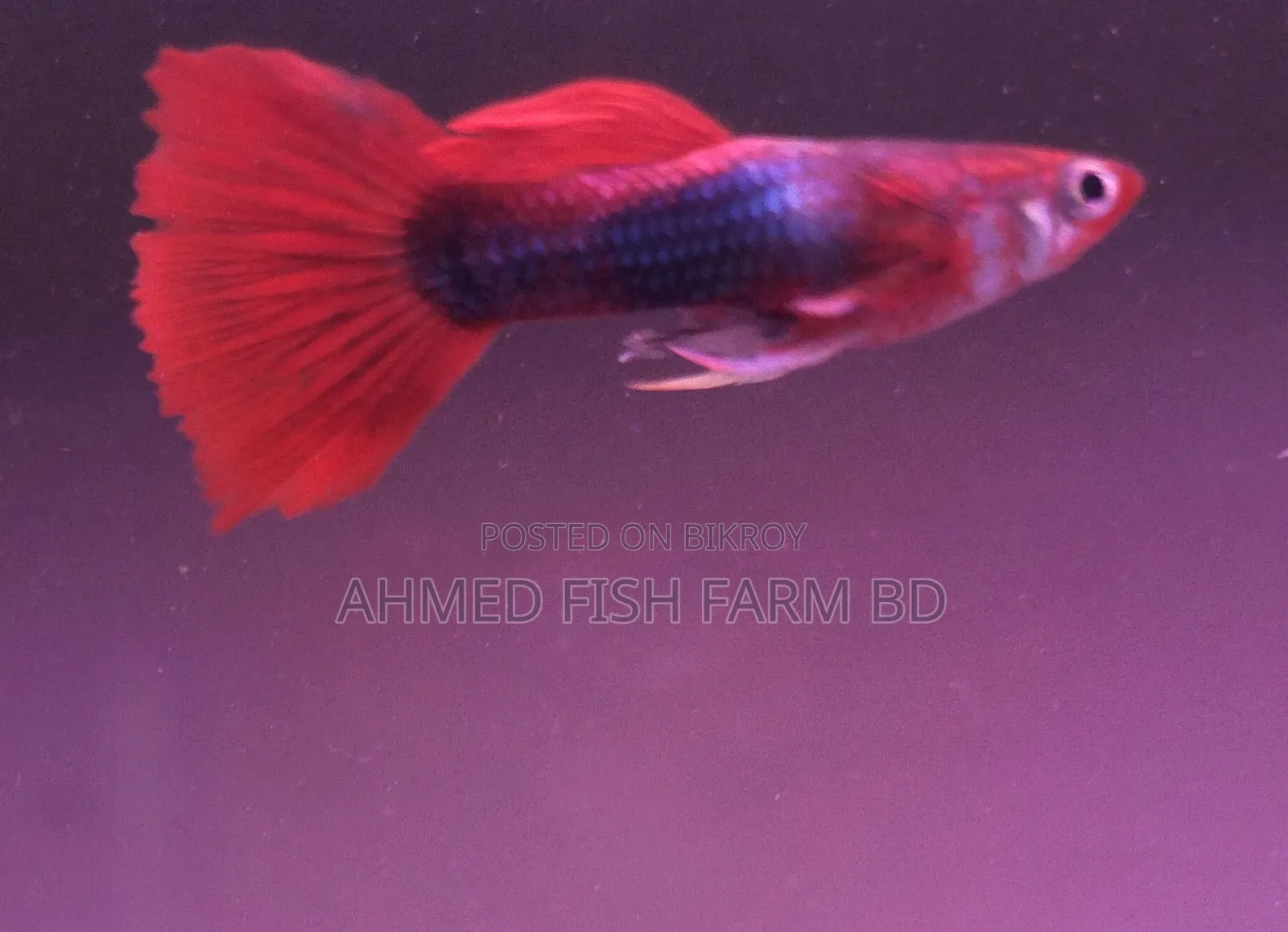 Premium Red Tuxedo Guppy Fish | Pure Bloodline,Breeding Pair Available