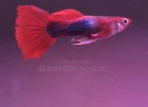 Premium Red Tuxedo Guppy Fish | Pure Bloodline,Breeding Pair Available