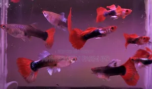 Premium Red Tuxedo Guppy Fish | Pure Bloodline,Breeding Pair Available