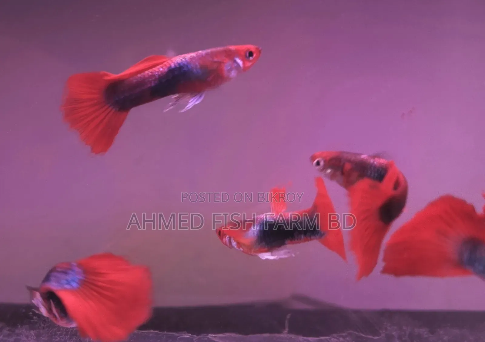 Premium Red Tuxedo Guppy Fish | Pure Bloodline,Breeding Pair Available