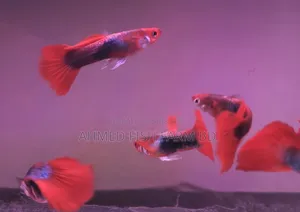 Premium Red Tuxedo Guppy Fish | Pure Bloodline,Breeding Pair Available