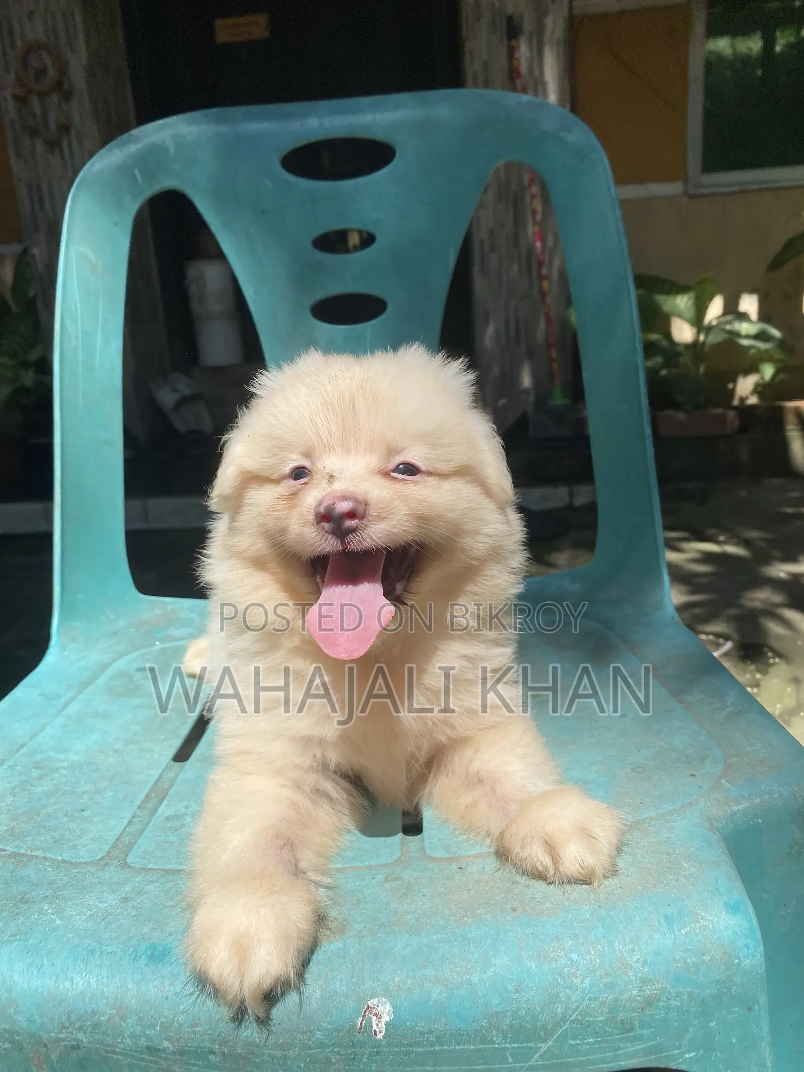 1-3 months Male Purebred Japanese Spitz