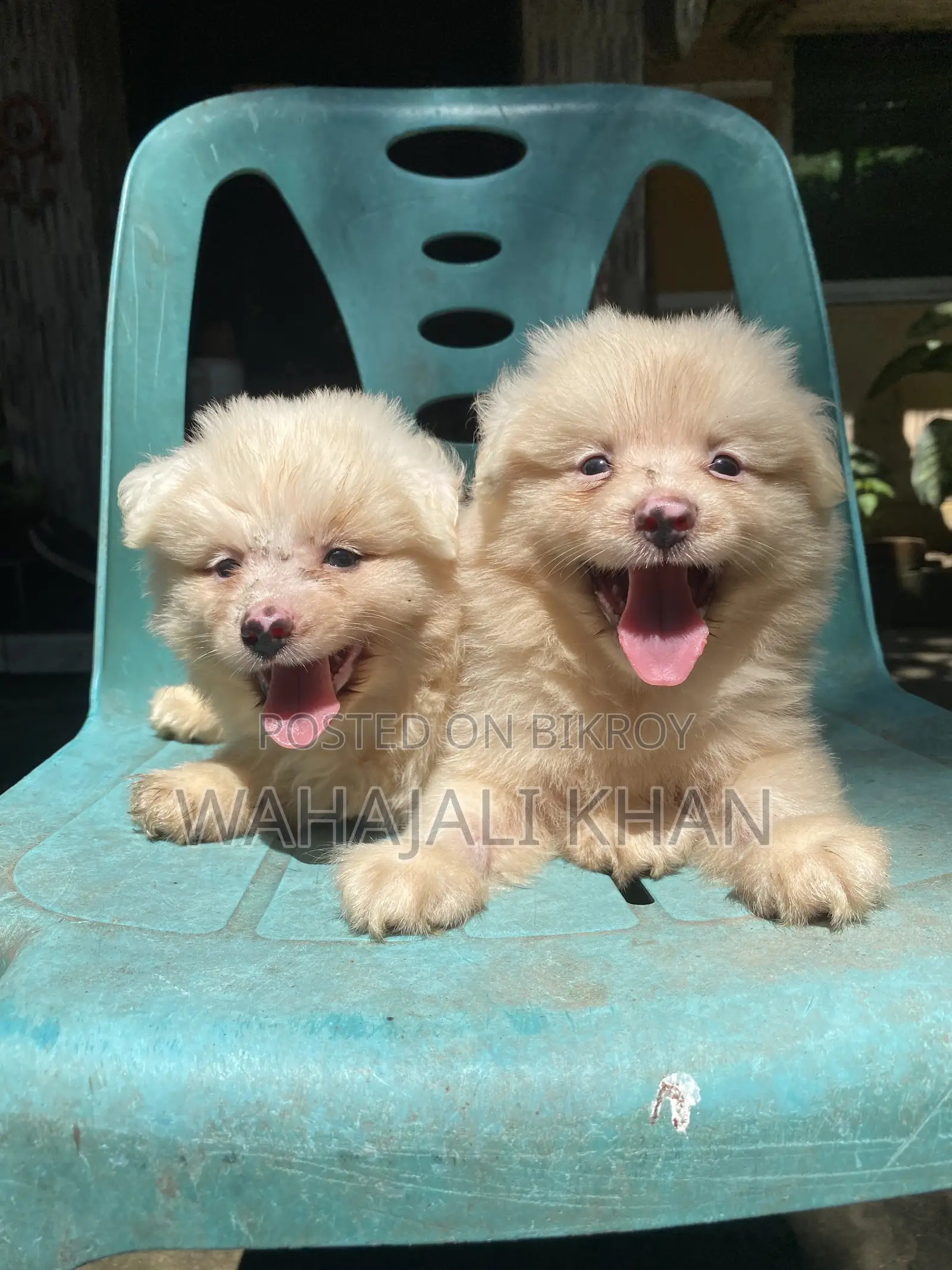 1-3 months Male Purebred Japanese Spitz