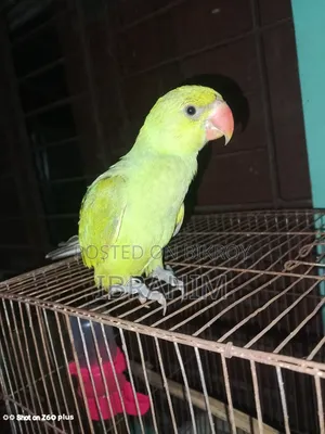 Indian Ringneck Parrot