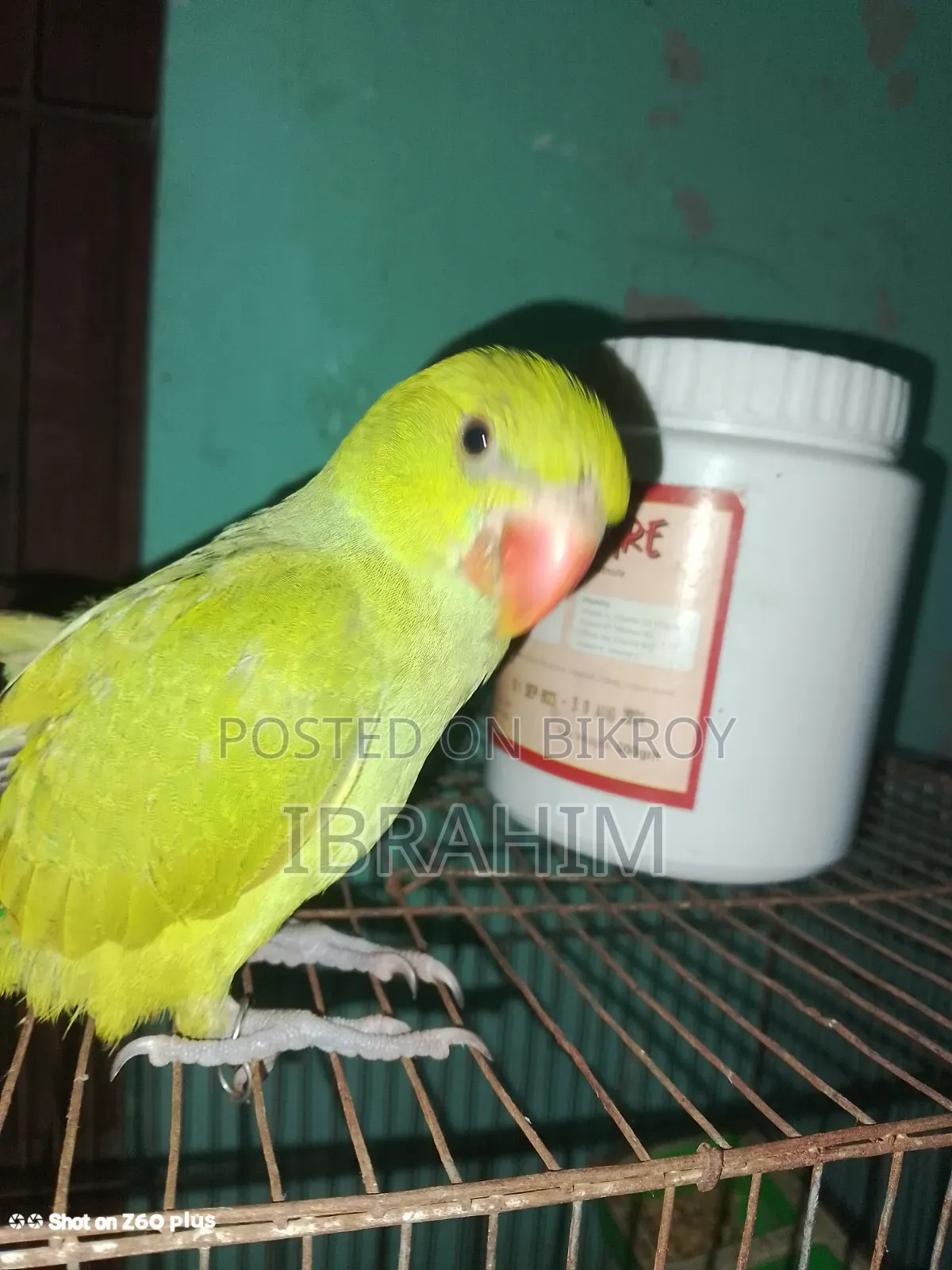 Indian Ringneck Parrot