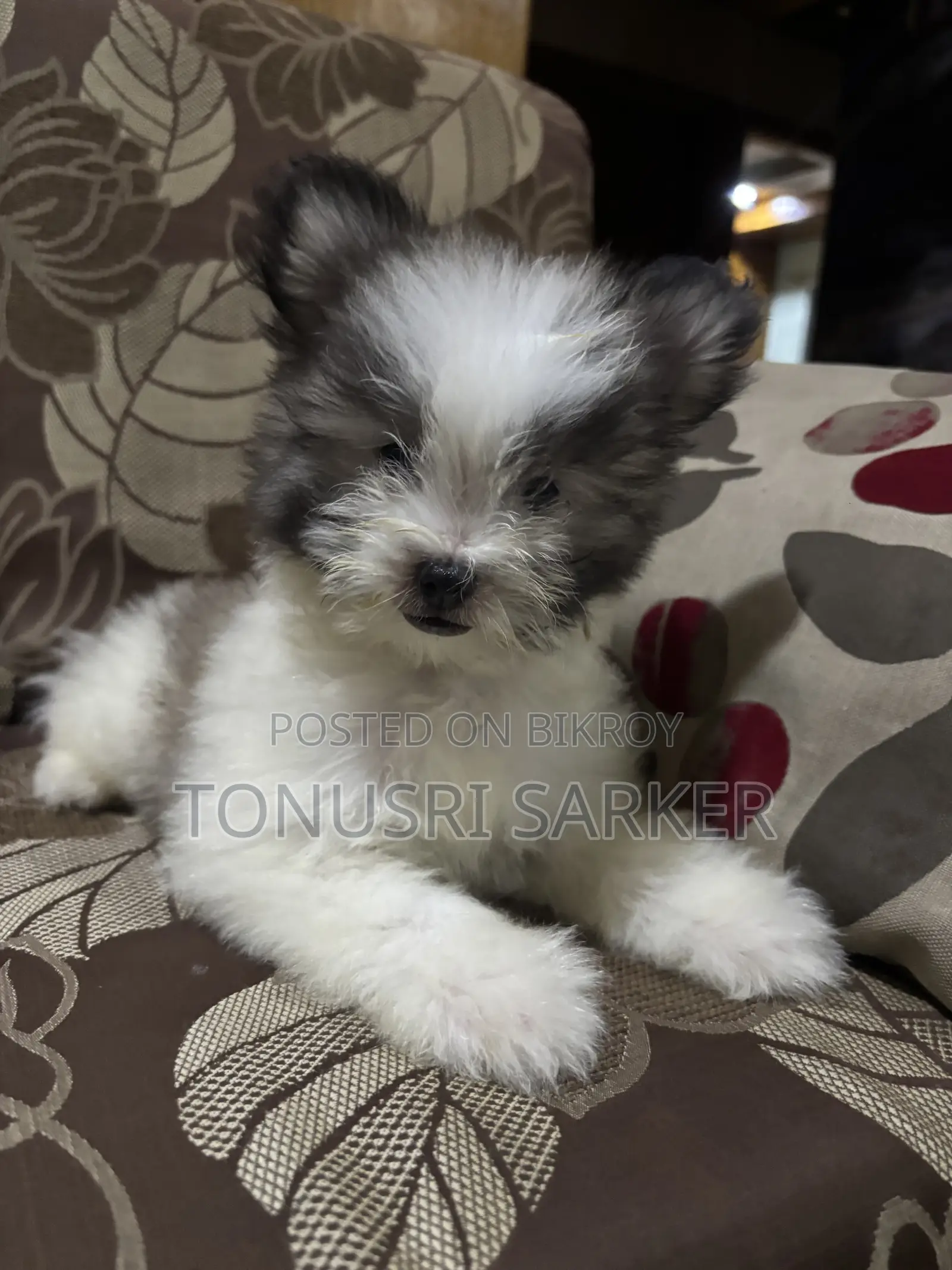 1-3 Months Female Purebred Lhasa Apso
